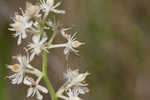 Coastal false asphodel